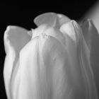 Tulpe II