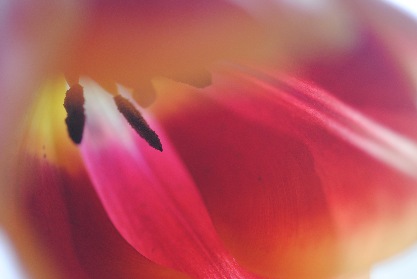 Tulpe II