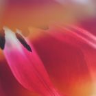 Tulpe II