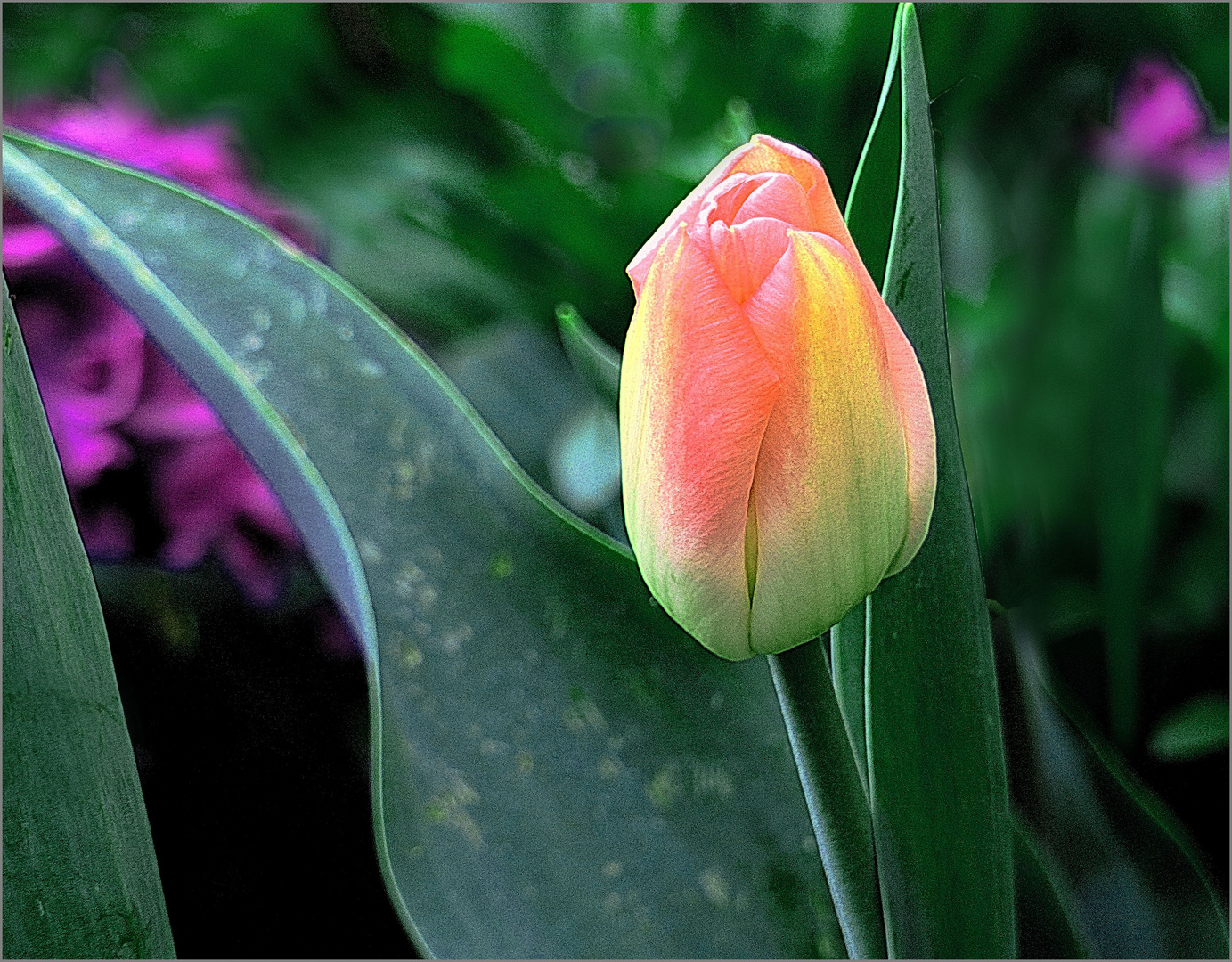 Tulpe   II 