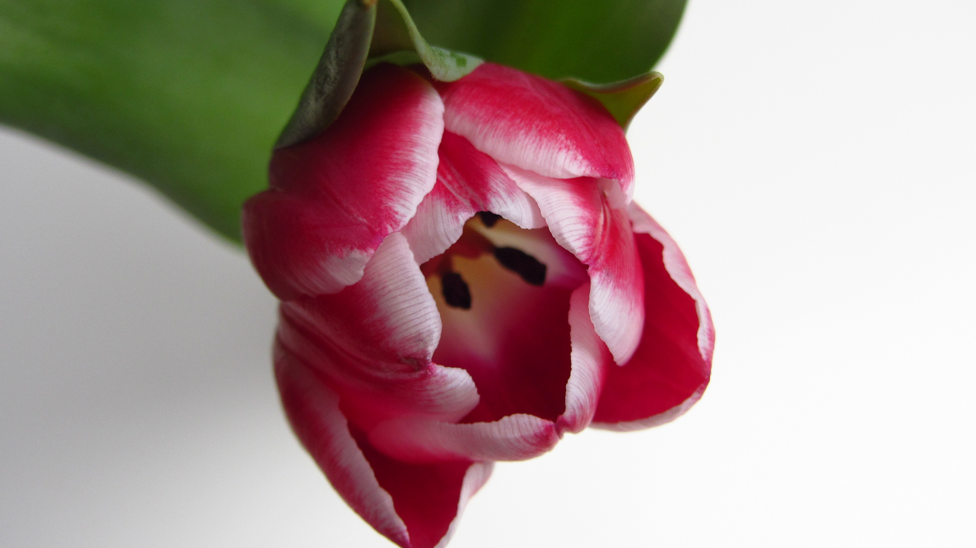 Tulpe II