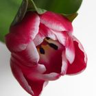 Tulpe II