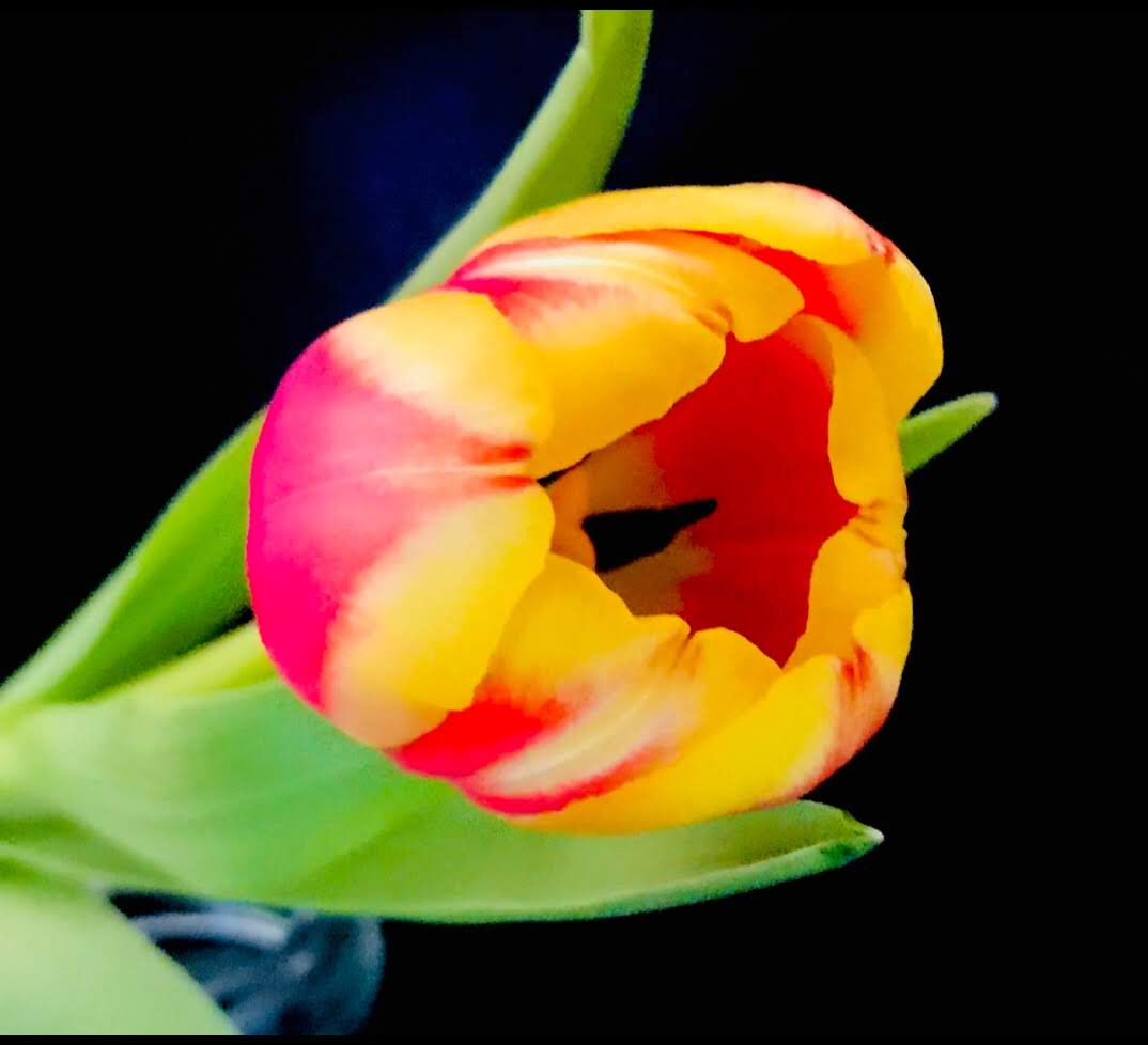 Tulpe II