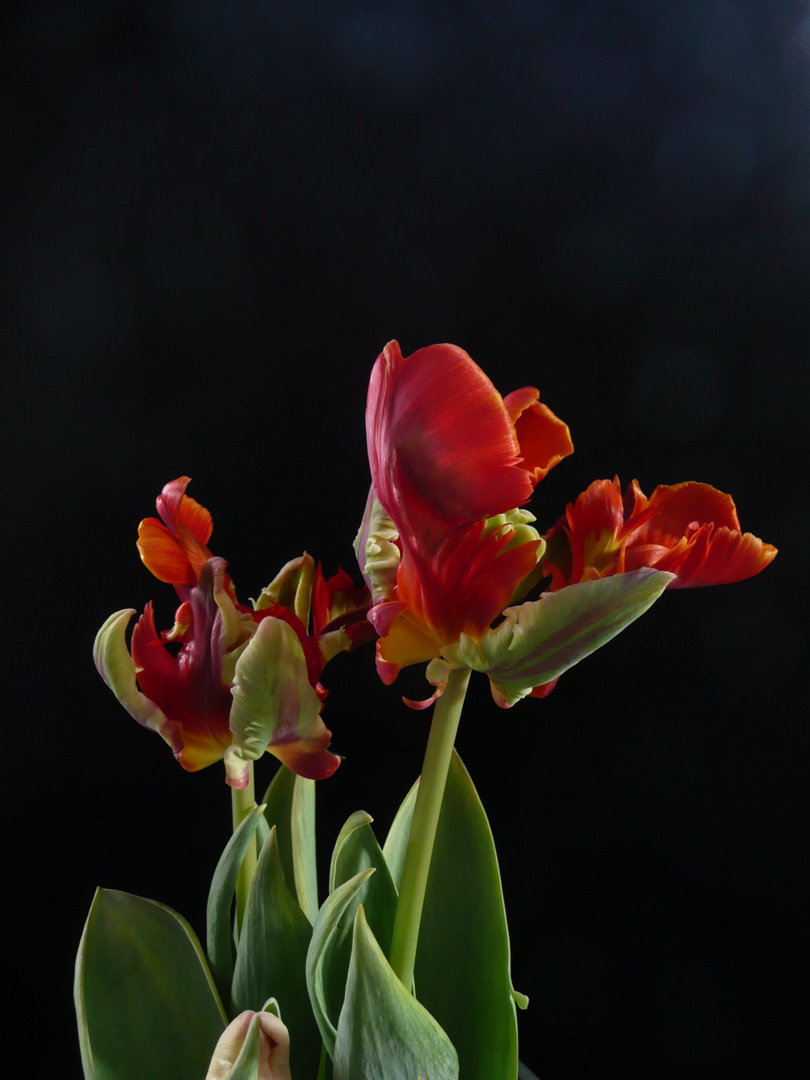 Tulpe II