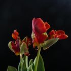 Tulpe II