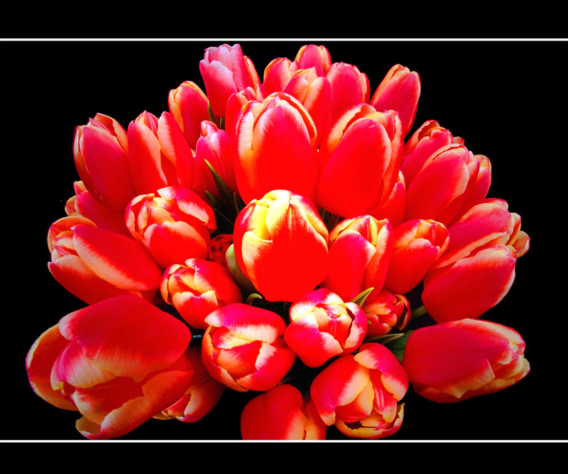 Tulpe II