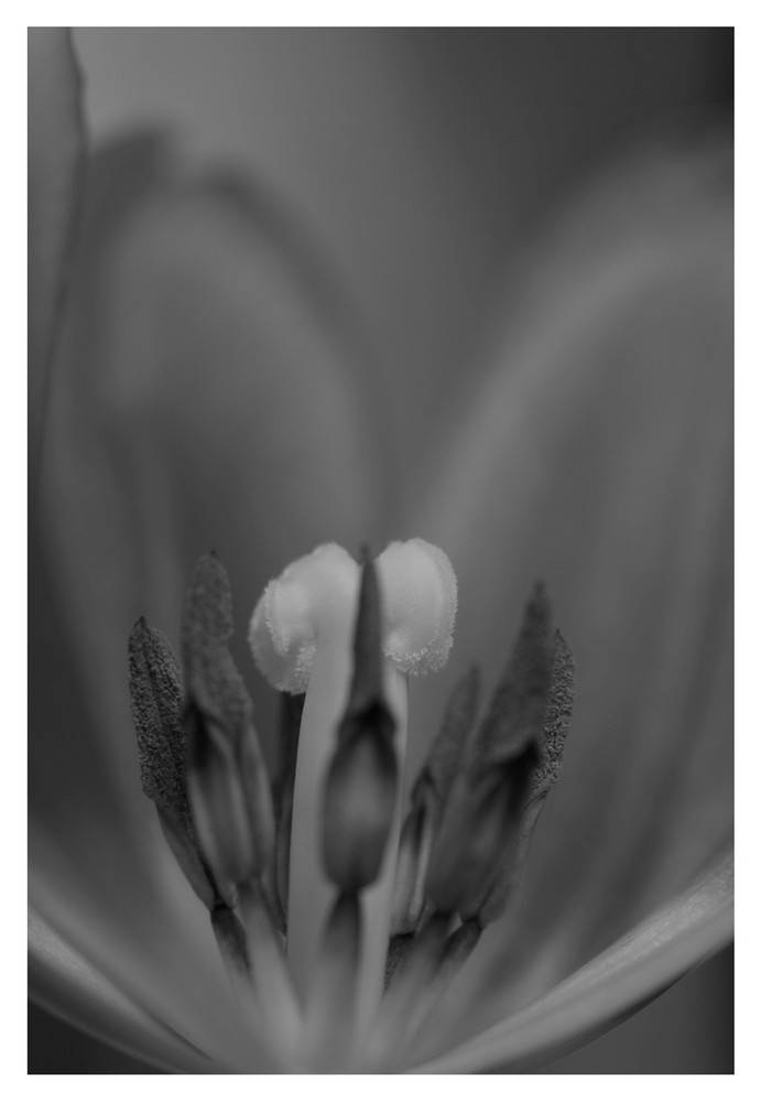 Tulpe II