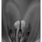 Tulpe II