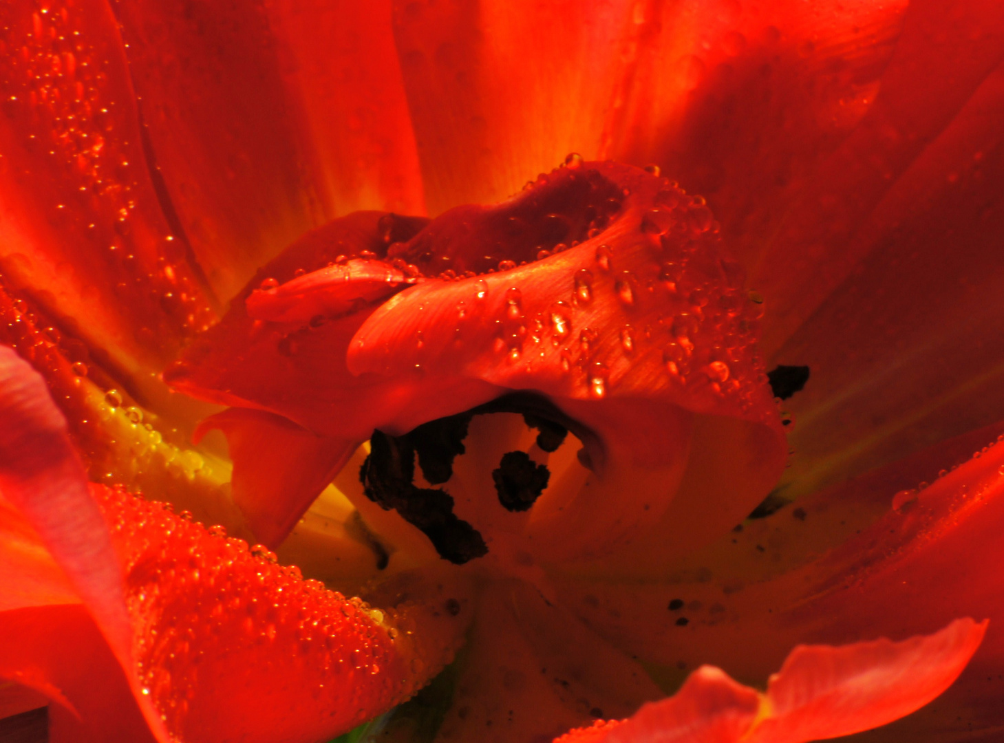 Tulpe II