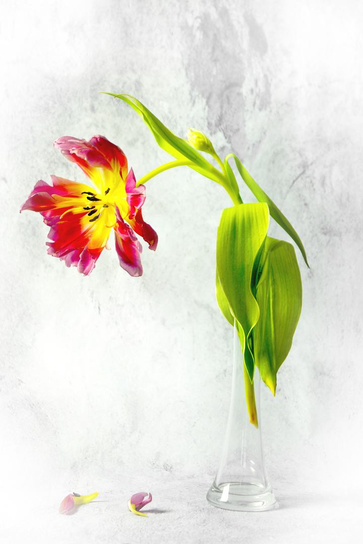 Tulpe II