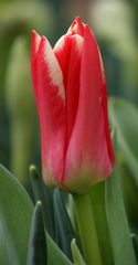 Tulpe II