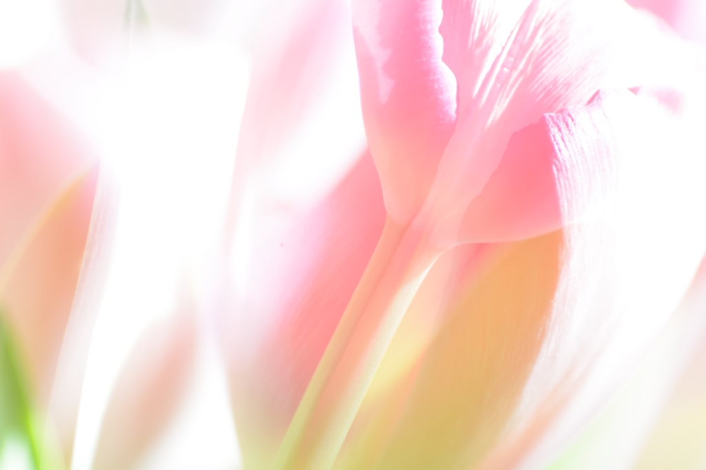 Tulpe II