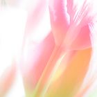 Tulpe II