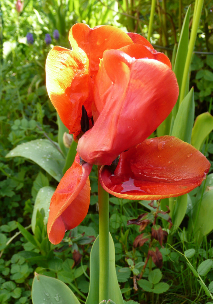 Tulpe II