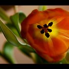 Tulpe II