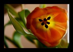 Tulpe II