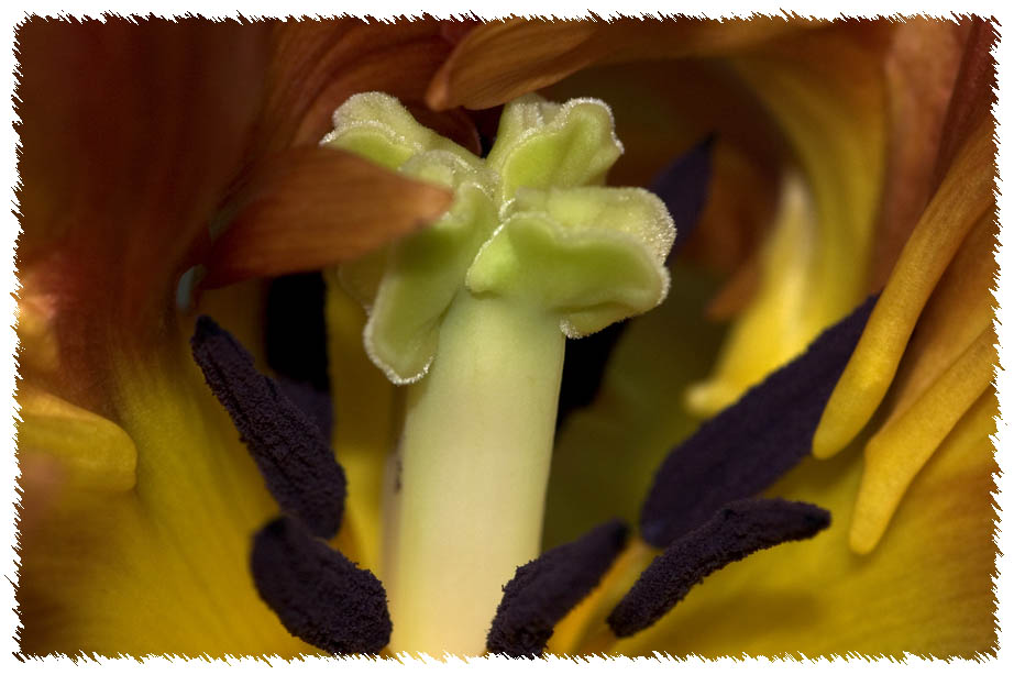 Tulpe II