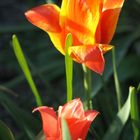 Tulpe II