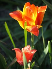 Tulpe II