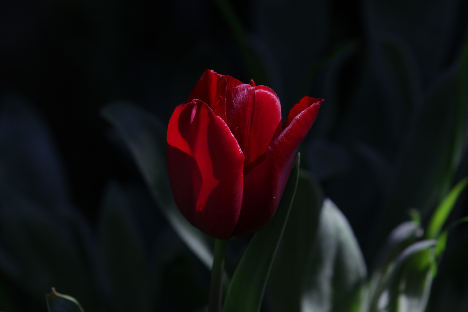 Tulpe II