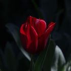 Tulpe II