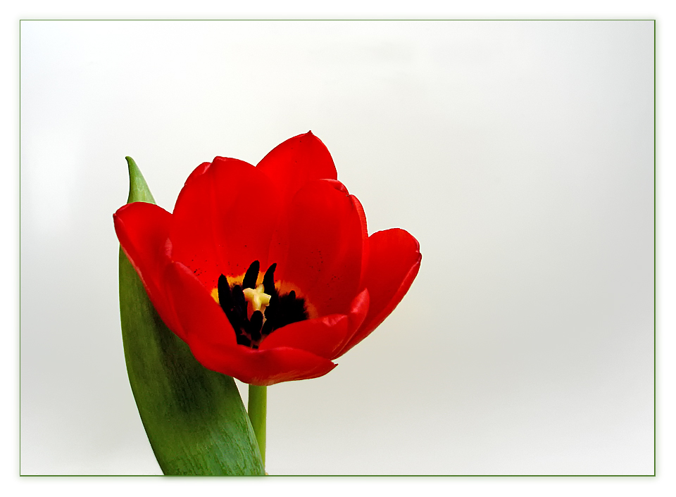 Tulpe II