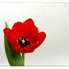 Tulpe II