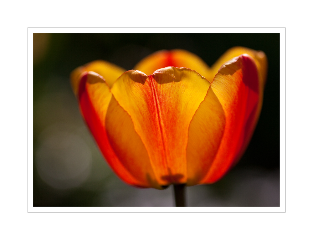 Tulpe II