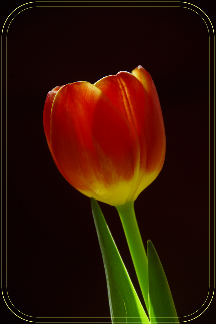 "Tulpe II"