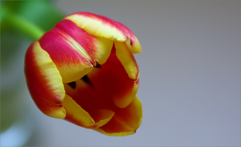 Tulpe II