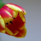 Tulpe II