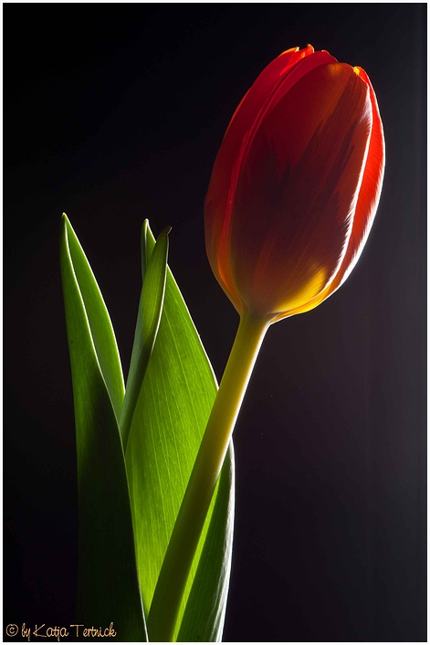 Tulpe II