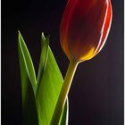 Tulpe II