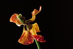 Tulpe II