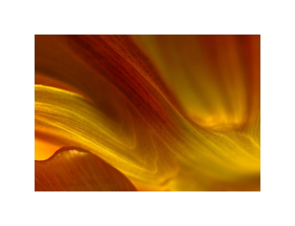 Tulpe II