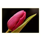 Tulpe II