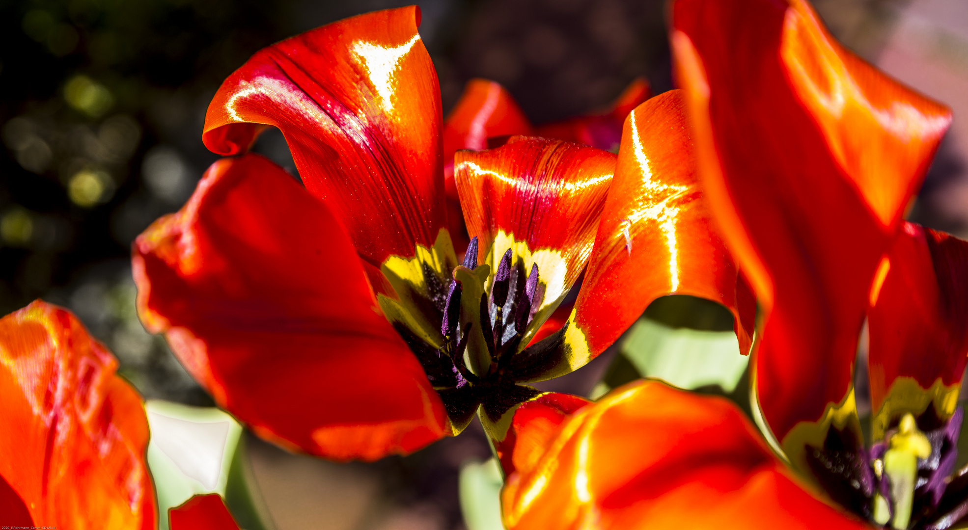 Tulpe (II)