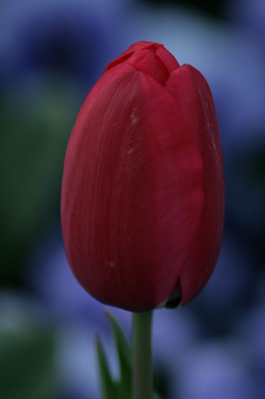 Tulpe III