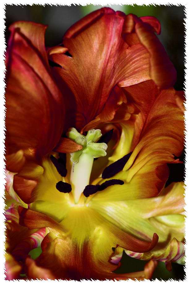 Tulpe III