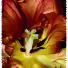 Tulpe III