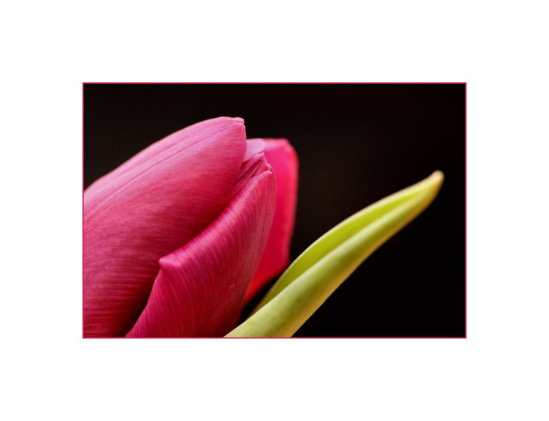 Tulpe III