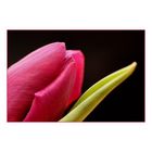 Tulpe III