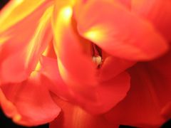 Tulpe III