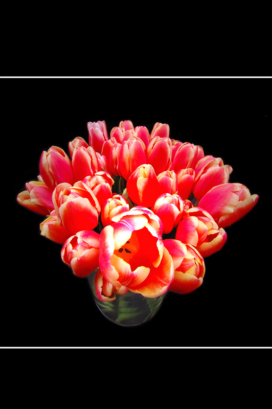 Tulpe III