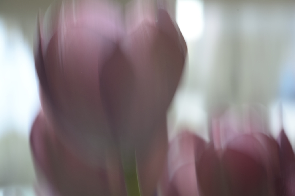 Tulpe III