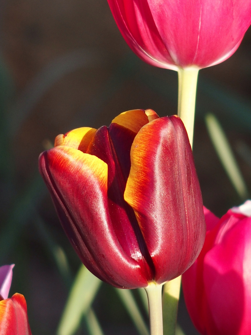 Tulpe im Abendlicht