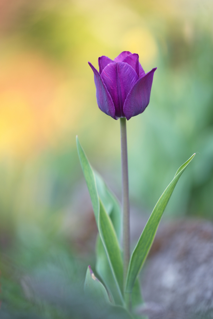 Tulpe im Abendlicht