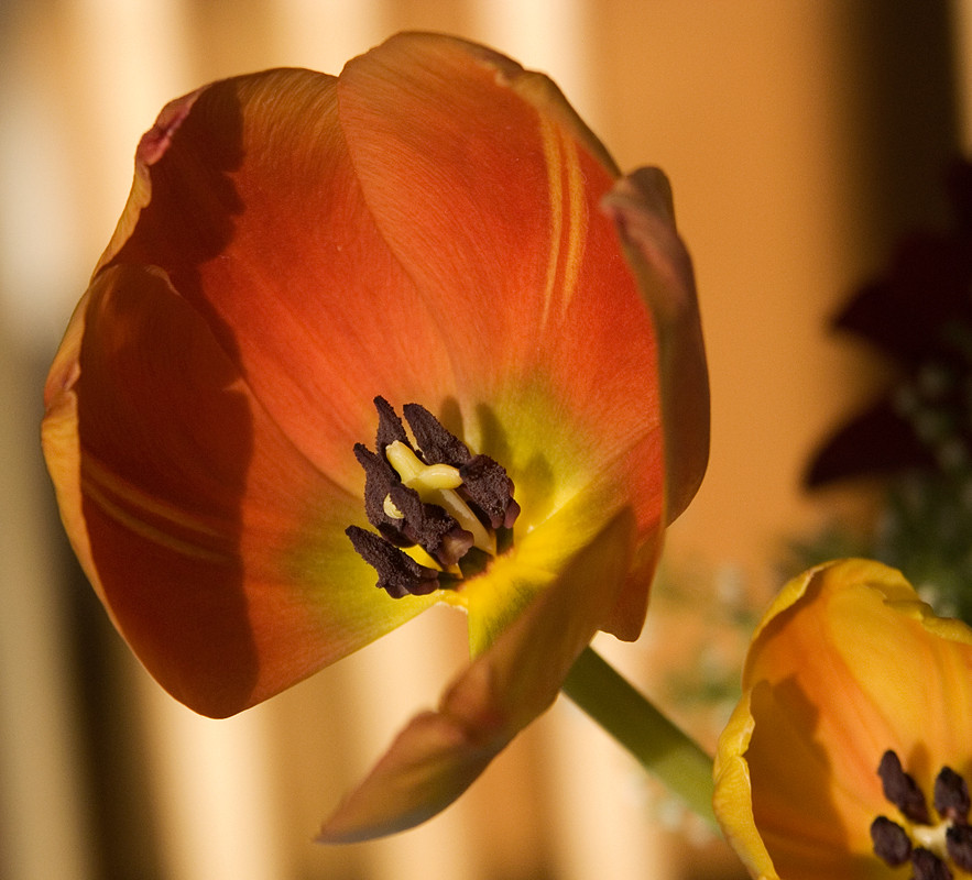 Tulpe im Abendlicht