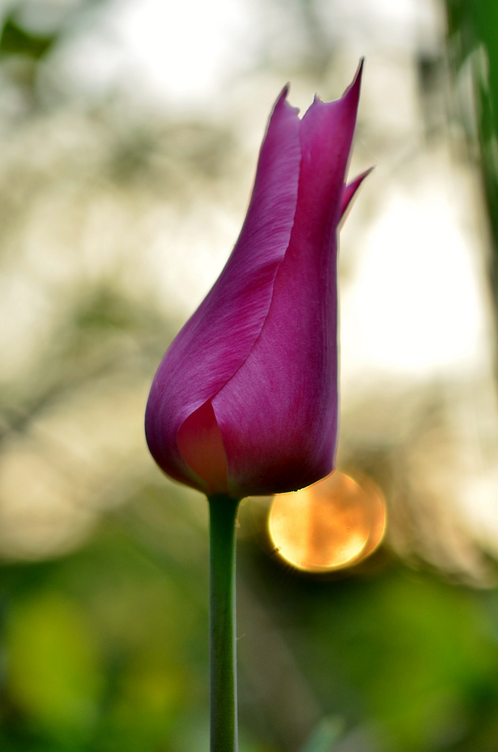 Tulpe im Abendlicht