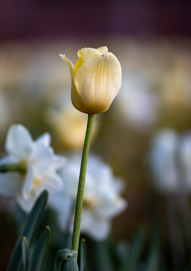 Tulpe im Abendlicht